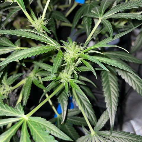 Auto Citrus Skunk growlog timeline photo