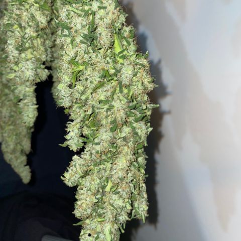 Mohan Poison #1 growlog timeline photo