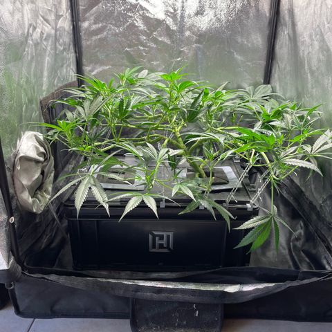 Auto Citrus Skunk growlog timeline photo