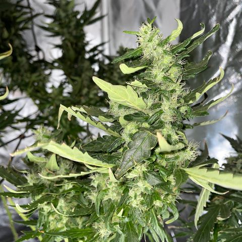 Mohan Poison #1 growlog timeline photo