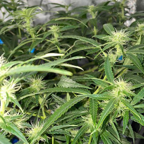 Auto Citrus Skunk growlog timeline photo