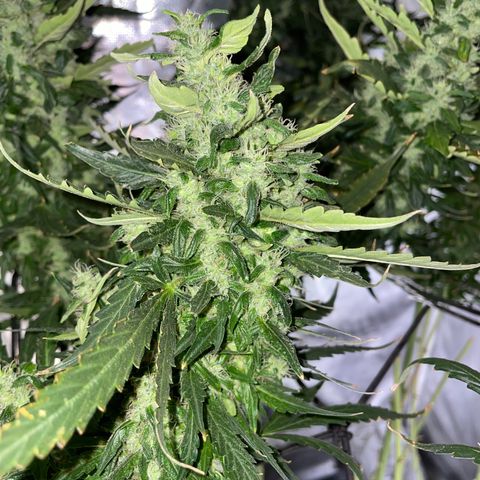 Mohan Poison #1 growlog timeline photo