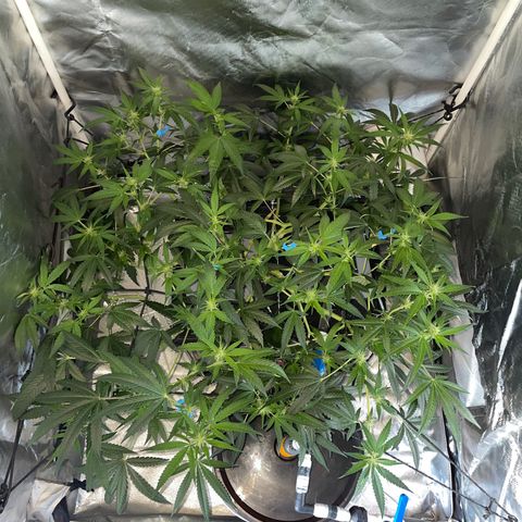 Auto Citrus Skunk growlog timeline photo