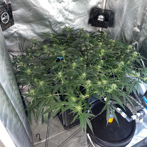Auto Citrus Skunk growlog timeline photo