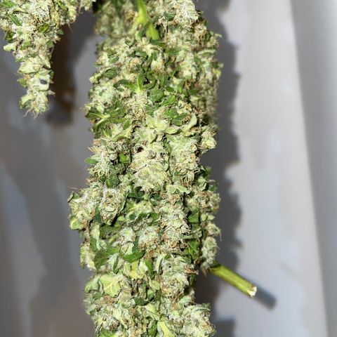 Mohan Poison #1 growlog timeline photo
