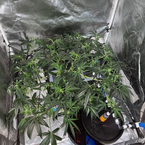 Auto Citrus Skunk growlog timeline photo