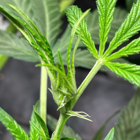 Auto Citrus Skunk growlog timeline photo