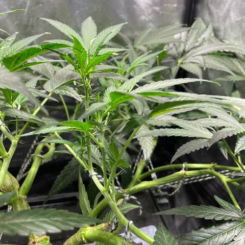 Auto Citrus Skunk growlog timeline photo