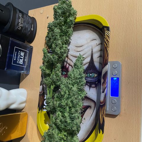 Mohan Poison #1 growlog timeline photo