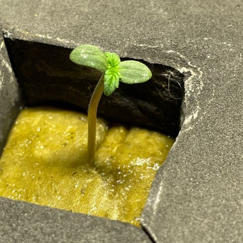 Royal Dwarf growlog timeline photo