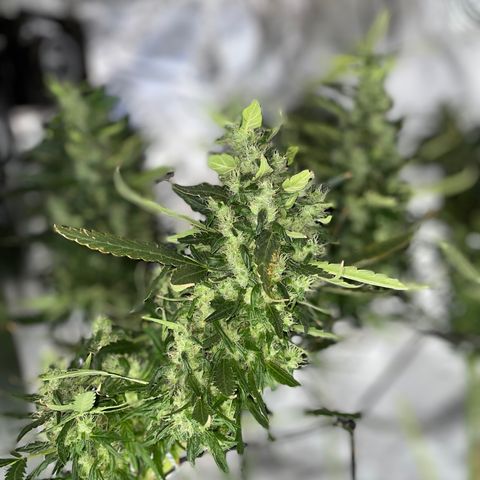 Mohan Poison #1 growlog timeline photo