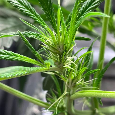 Auto Citrus Skunk growlog timeline photo