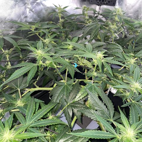 Auto Citrus Skunk growlog timeline photo