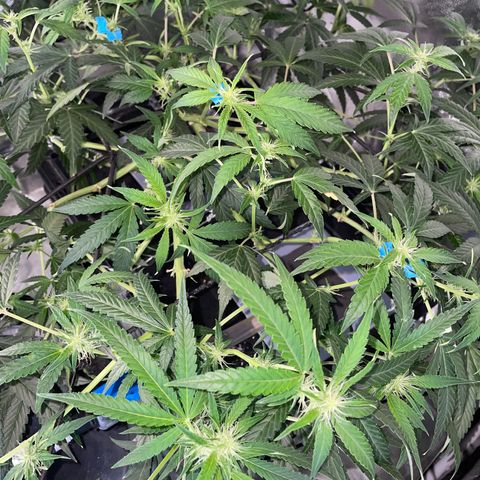 Auto Citrus Skunk growlog timeline photo