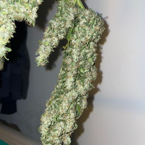 Mohan Poison #1 growlog timeline photo