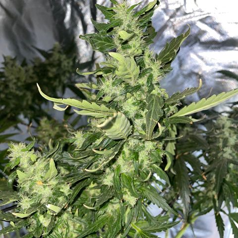 Mohan Poison #1 growlog timeline photo