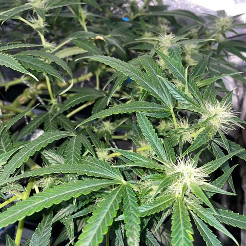 Auto Citrus Skunk growlog timeline photo