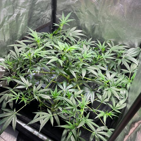 Auto Citrus Skunk growlog timeline photo