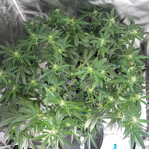 Auto Citrus Skunk growlog timeline photo