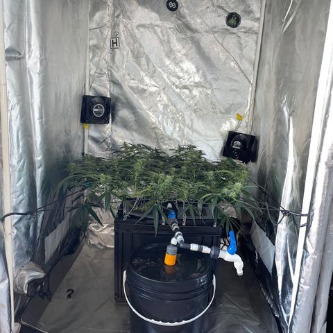 Auto Citrus Skunk growlog timeline photo