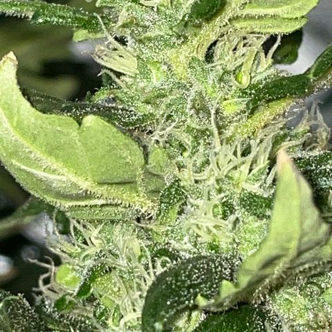 Mohan Poison #1 growlog timeline photo