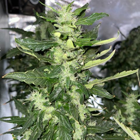 Mohan Poison #1 growlog timeline photo