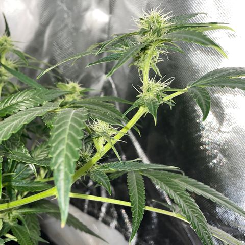 Auto Citrus Skunk growlog timeline photo