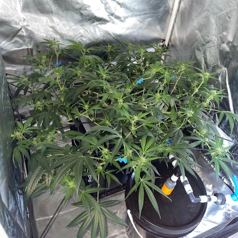 Auto Citrus Skunk growlog timeline photo