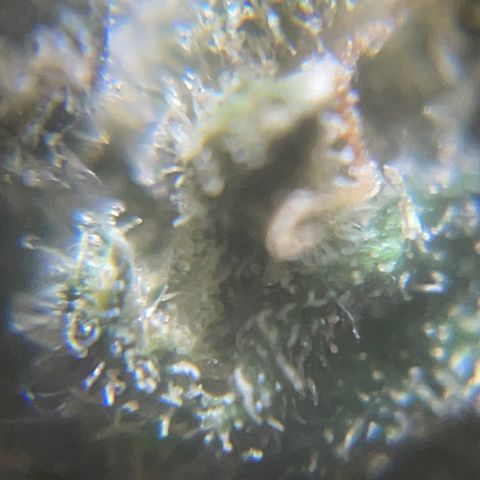 Mohan Poison #1 growlog timeline photo