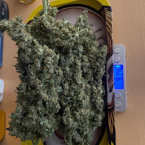 Mohan Poison #1 growlog timeline photo