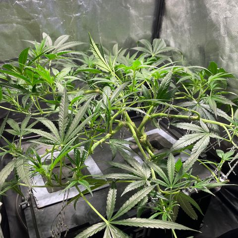 Auto Citrus Skunk growlog timeline photo