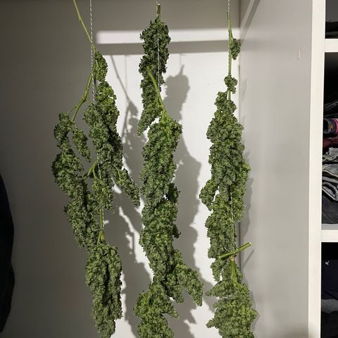Mohan Poison #1 growlog timeline photo
