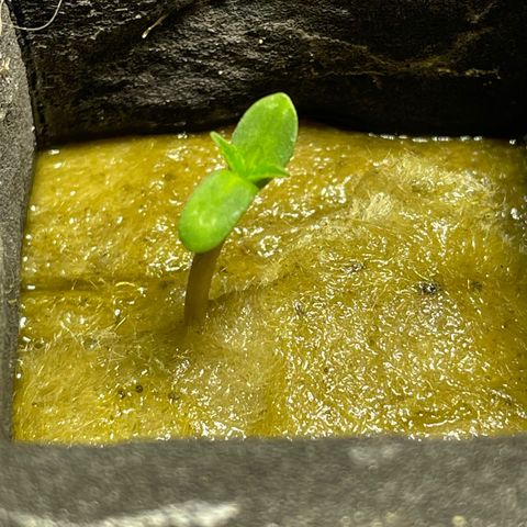 Royal Dwarf growlog timeline photo