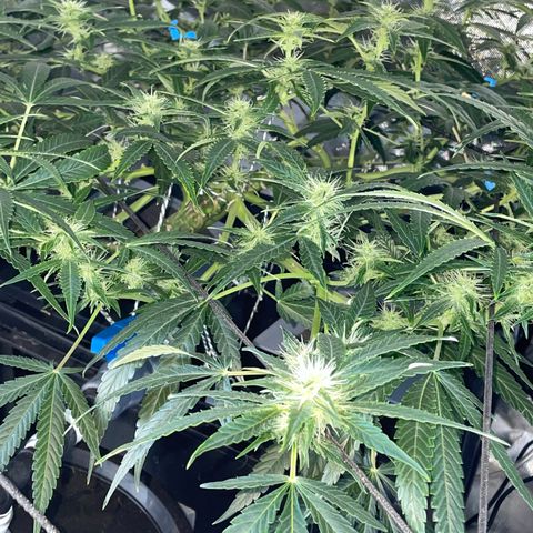Auto Citrus Skunk growlog timeline photo