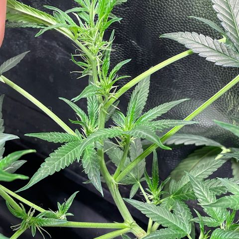 Auto Citrus Skunk growlog timeline photo