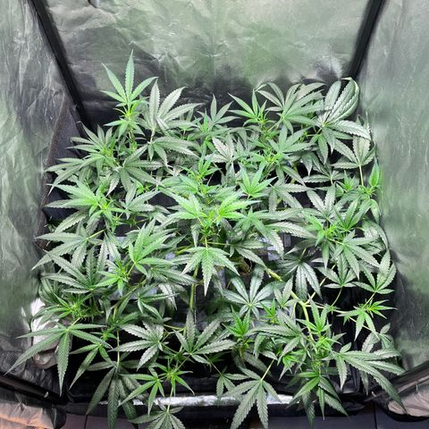 Auto Citrus Skunk growlog timeline photo