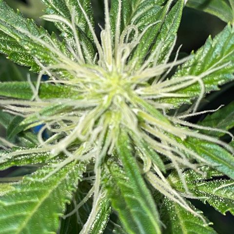 Auto Citrus Skunk growlog timeline photo