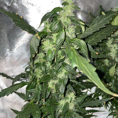 Mohan Poison #1 growlog timeline photo
