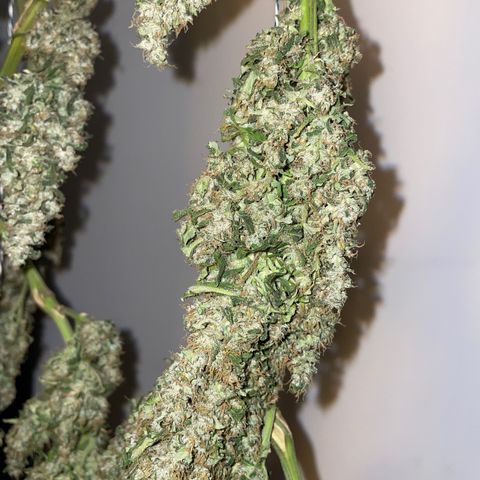 Mohan Poison #1 growlog timeline photo