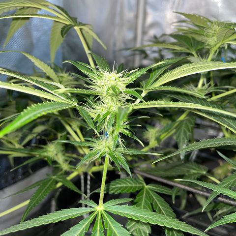 Auto Citrus Skunk growlog timeline photo