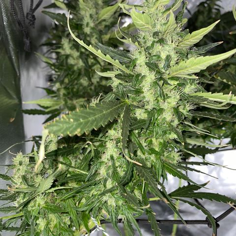 Mohan Poison #1 growlog timeline photo