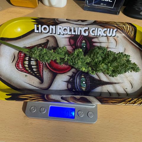 Mohan Poison #1 growlog timeline photo