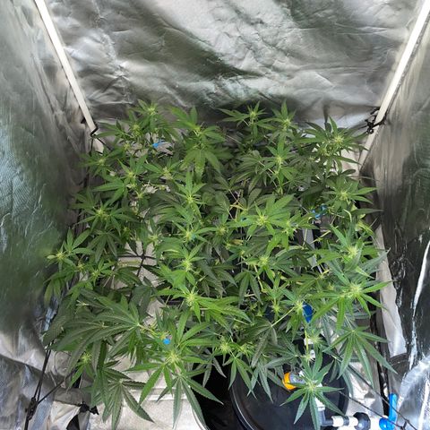 Auto Citrus Skunk growlog timeline photo