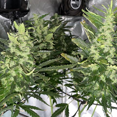 Mohan Poison #1 growlog timeline photo
