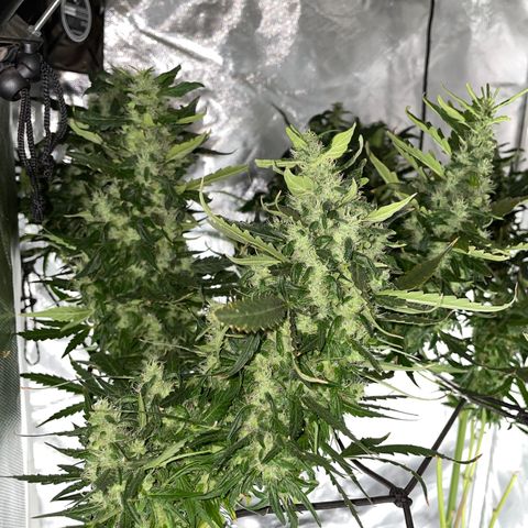 Mohan Poison #1 growlog timeline photo