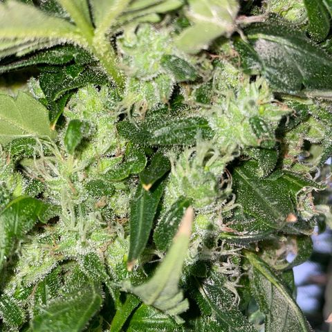Mohan Poison #1 growlog timeline photo
