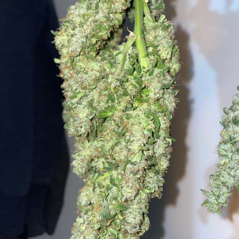 Mohan Poison #1 growlog timeline photo