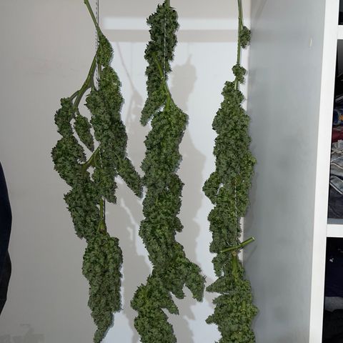 Mohan Poison #1 growlog timeline photo