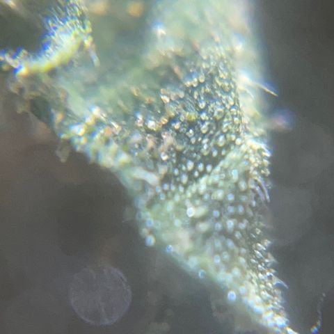 Mohan Poison #1 growlog timeline photo