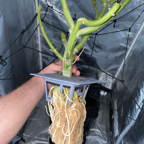 Mohan Poison #1 growlog timeline photo